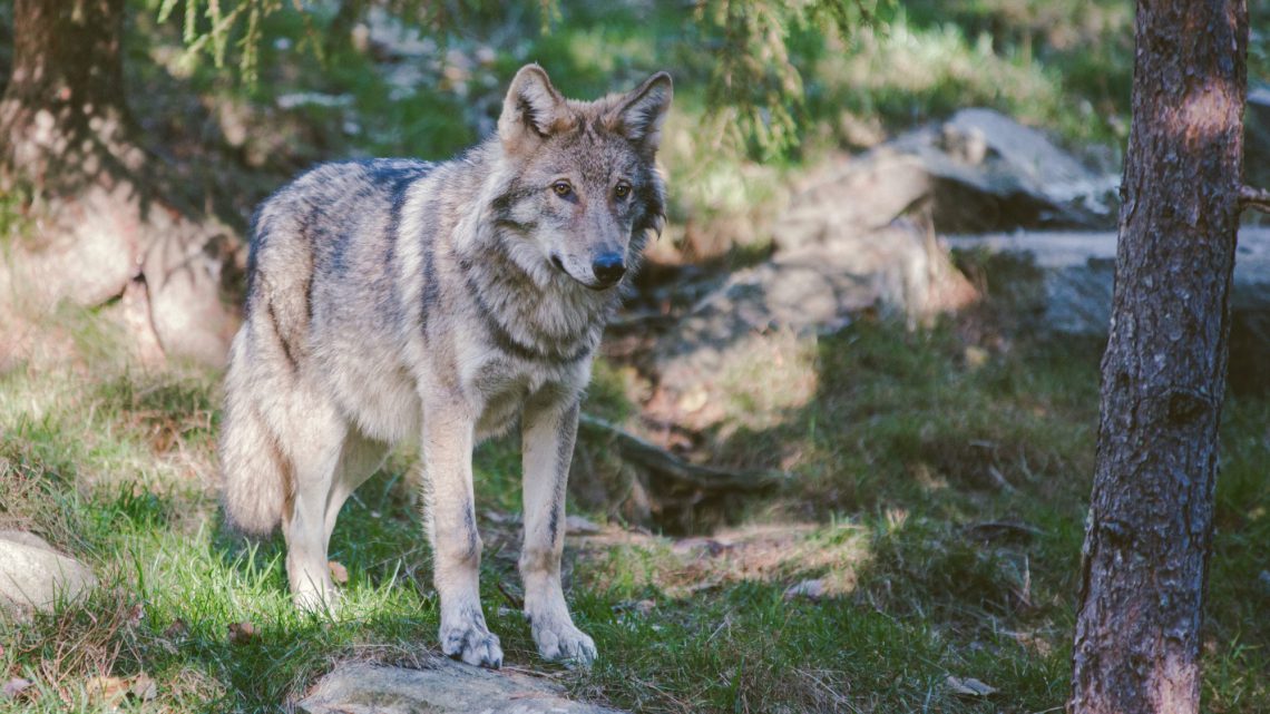 Wolf standing by tree in forest