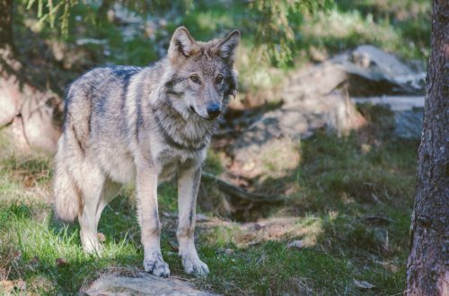Wolf standing by tree in forest