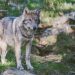 Wolf standing by tree in forest
